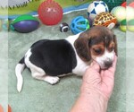 Small #1 Beagle