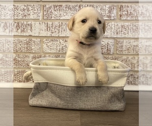 Golden Labrador Puppy for sale in LAWRENCEVILLE, IL, USA
