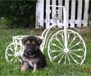 German Shepherd Dog Dogs for adoption in Holly Hill, SC, USA