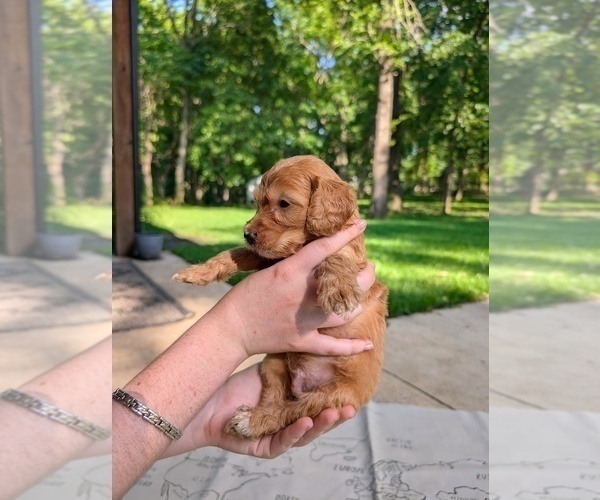 Medium Photo #4 Golden Mountain Doodle  Puppy For Sale in BROKEN ARROW, OK, USA
