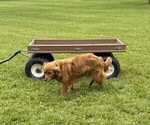 Small Photo #1 Goldendoodle (Miniature) Puppy For Sale in WITHEE, WI, USA