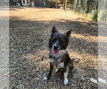 Small #2 Australian Shepherd