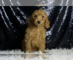 Small #3 Goldendoodle (Miniature)