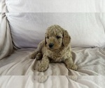 Puppy Ivy Poodle (Standard)