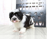 Small Photo #2 Havanese Puppy For Sale in MARIETTA, GA, USA