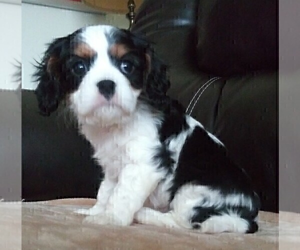Medium Photo #30 Cavalier King Charles Spaniel Puppy For Sale in HOWLAND, OH, USA