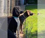 Small #8 German Shorthaired Pointer-Poodle (Standard) Mix
