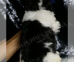 Small #4 Maltipoo