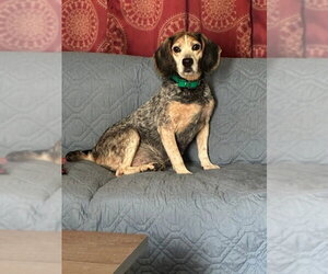 Beagle Dogs for adoption in Fairfax, VA, USA