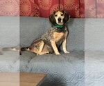 Small Beagle