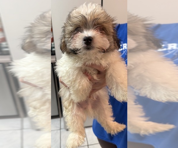 Medium Photo #1 Morkie Puppy For Sale in DES PLAINES, IL, USA