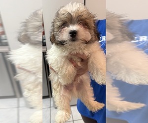 Morkie Puppy for sale in DES PLAINES, IL, USA