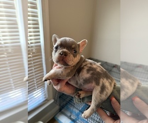 Medium French Bulldog