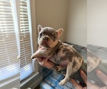 Puppy 2 French Bulldog