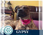 Small Photo #3 Boxer-Unknown Mix Puppy For Sale in Kimberton, PA, USA