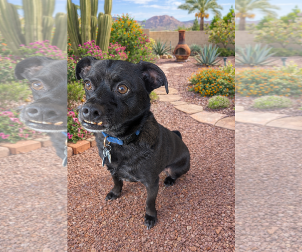 Medium Photo #1 Chug Puppy For Sale in Phoenix, AZ, USA