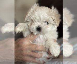 Maltese Puppy for sale in CANONSBURG, PA, USA