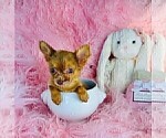 Hand delivery - Female Chihuahua Puppy for Sale - Photo #34