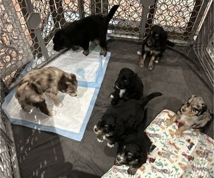 Aussiedoodle Litter for sale in LONGWOOD, FL, USA