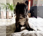 Small #11 French Bulldog