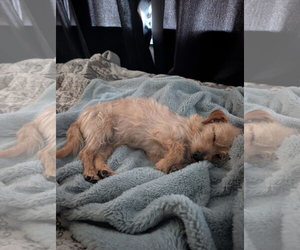 Medium Photo #3 Dachshund-Unknown Mix Puppy For Sale in Agoura Hills, CA, USA
