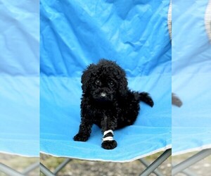 Goldendoodle (Miniature) Puppy for sale in MIDDLETOWN, OH, USA