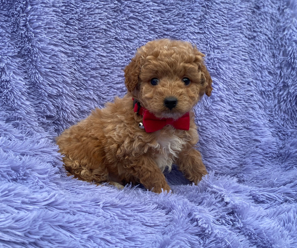 Medium Photo #1 Cavapoo Puppy For Sale in CAMPBELLSVILLE, KY, USA