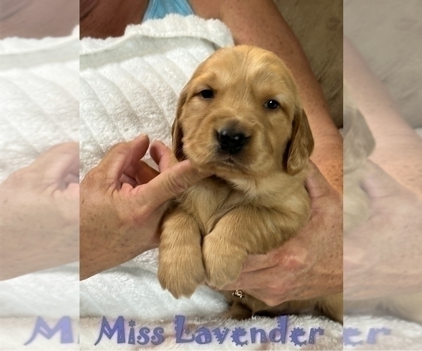Medium Photo #4 Golden Retriever Puppy For Sale in BRANDON, FL, USA