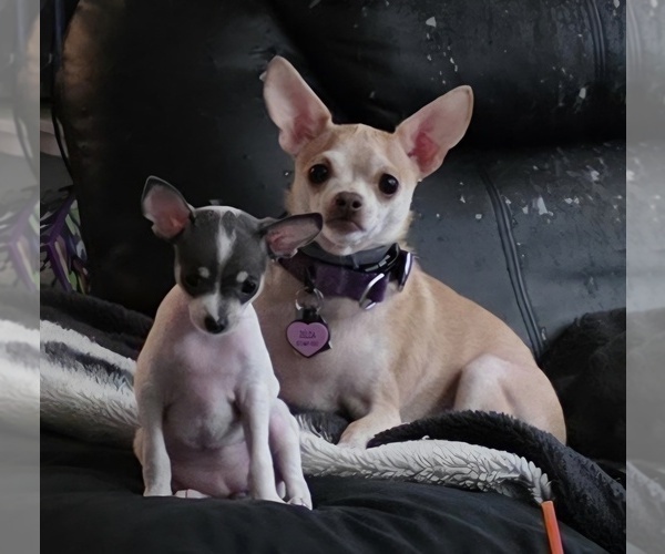 Medium Photo #9 Chihuahua Puppy For Sale in MIDDLEBURG, PA, USA