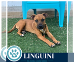 Small #10 Boxer Mix