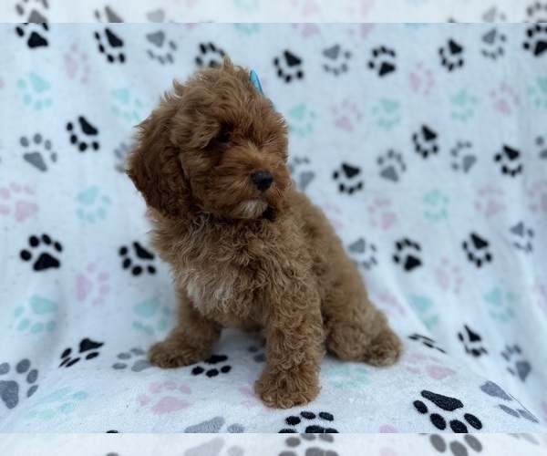 Medium Photo #6 Cock-A-Poo Puppy For Sale in LAKELAND, FL, USA