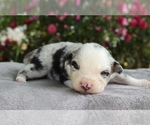 Small Photo #19 Australian Shepherd Puppy For Sale in ACTON, CA, USA