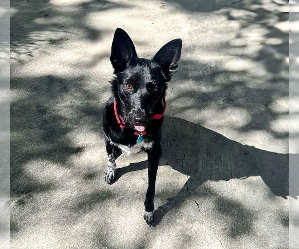 Medium Photo #13 Chihuahua-Unknown Mix Puppy For Sale in Sandy, UT, USA