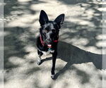 Small #12 Chihuahua Mix