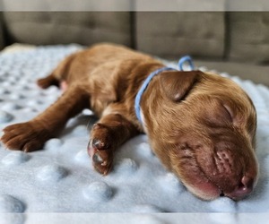 Medium Goldendoodle mix (+ Poodle Standard)