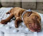 Puppy Blue Goldendoodle mix (+ Poodle Standard)