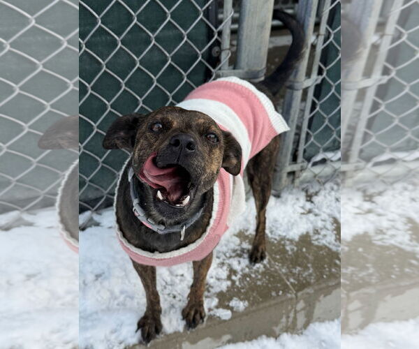 Medium Photo #3 Mutt Puppy For Sale in Jefferson, WI, USA