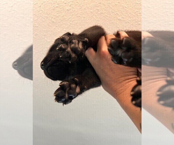 Medium Photo #3 Golden Labrador Puppy For Sale in PORT ORANGE, FL, USA