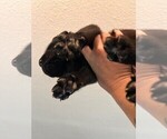 Small #2 Golden Labrador