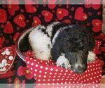 Small Photo #3 Poodle (Standard) Puppy For Sale in EDGEWOOD, NM, USA