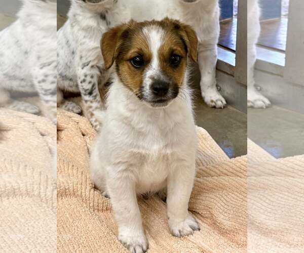 Medium Photo #1 Jack Russell Terrier-Unknown Mix Puppy For Sale in Cave Creek, AZ, USA