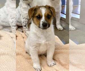 Jack Russell Terrier-Unknown Mix Dogs for adoption in Cave Creek, AZ, USA
