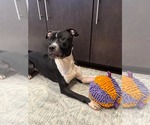 Small #1 American Pit Bull Terrier-American Staffordshire Terrier Mix
