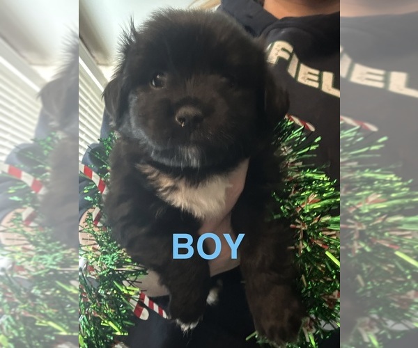 Medium Photo #5 Shiranian Puppy For Sale in PLAINFIELD, IL, USA