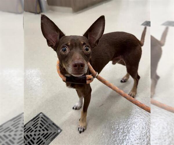 Medium Photo #1 Chihuahua-Unknown Mix Puppy For Sale in Baytown, TX, USA