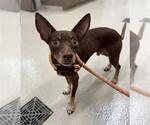 Small Chihuahua Mix