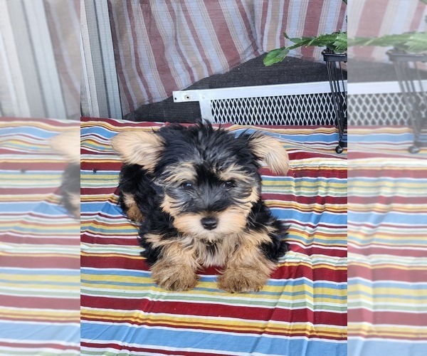 Medium Photo #1 Yorkshire Terrier Puppy For Sale in PLANT CITY, FL, USA