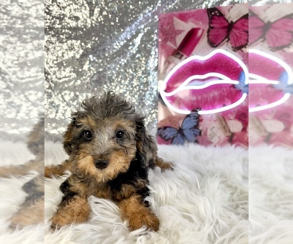 Medium Photo #4 Bernedoodle (Miniature) (+ Poodle Miniature) Puppy For Sale in INDIANAPOLIS, IN, USA
