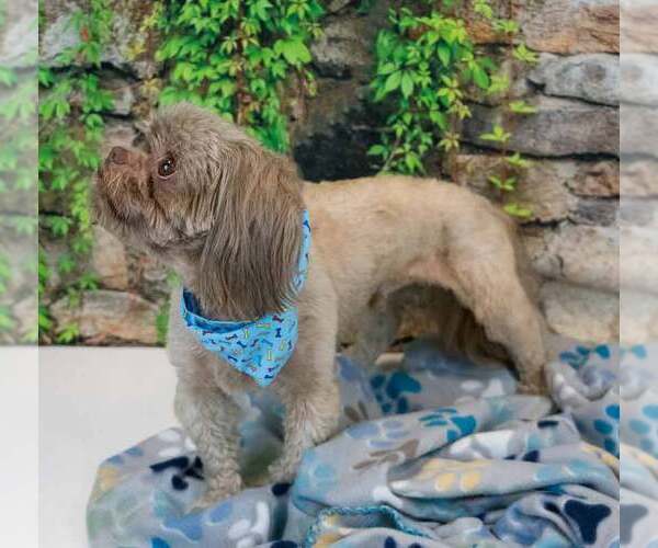 Medium Photo #7 Shih Tzu Puppy For Sale in Kennesaw, GA, USA
