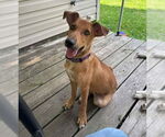 Small #3 German Pinscher Mix